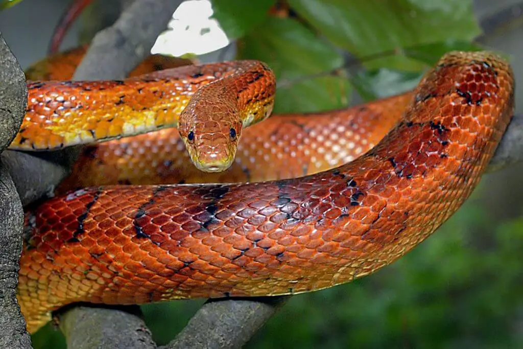 How long do corn snake eggs take to hatch?