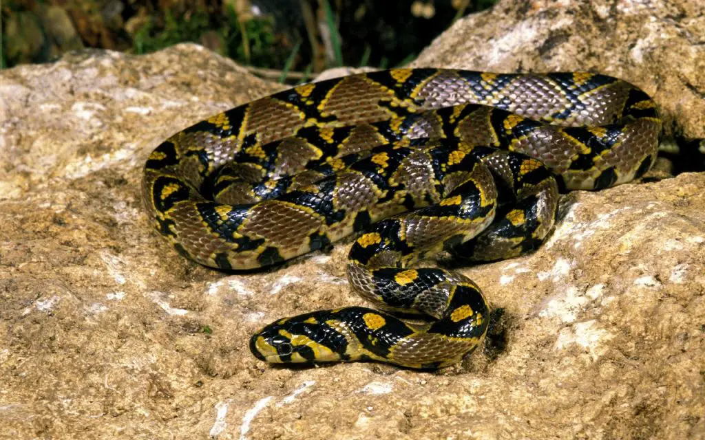 Mandarin Rat Snake Care Sheet