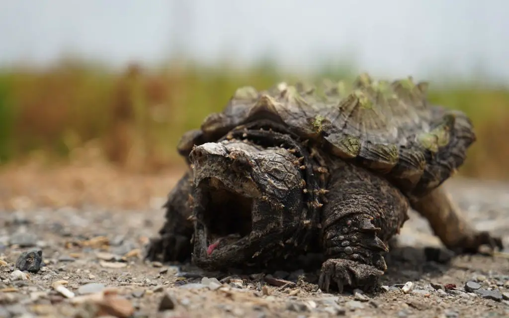 What do baby alligator snapping turtles eat?