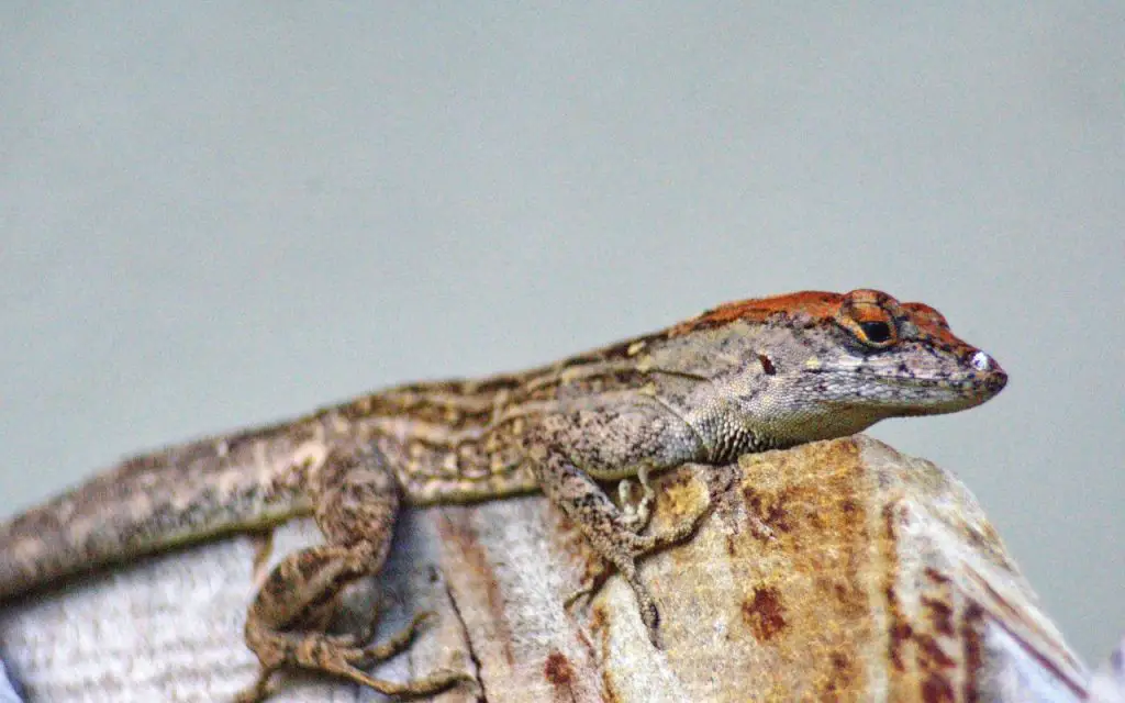 Are Brown Anoles invasive?