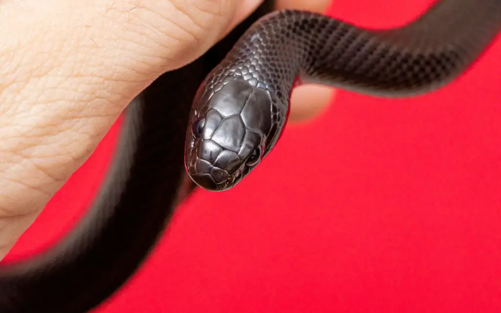 Mexican Black Kingsnake Care Sheet