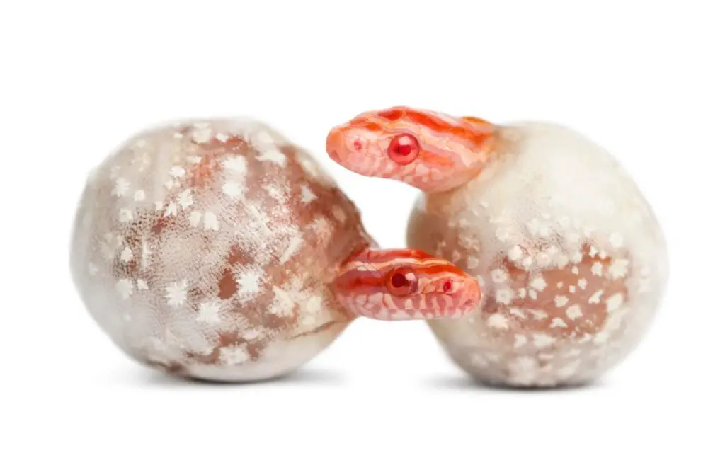 How long do corn snake eggs take to hatch?