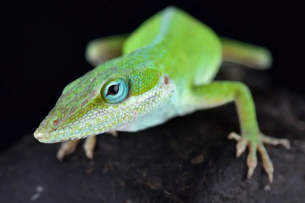 How do Green Anoles mate?