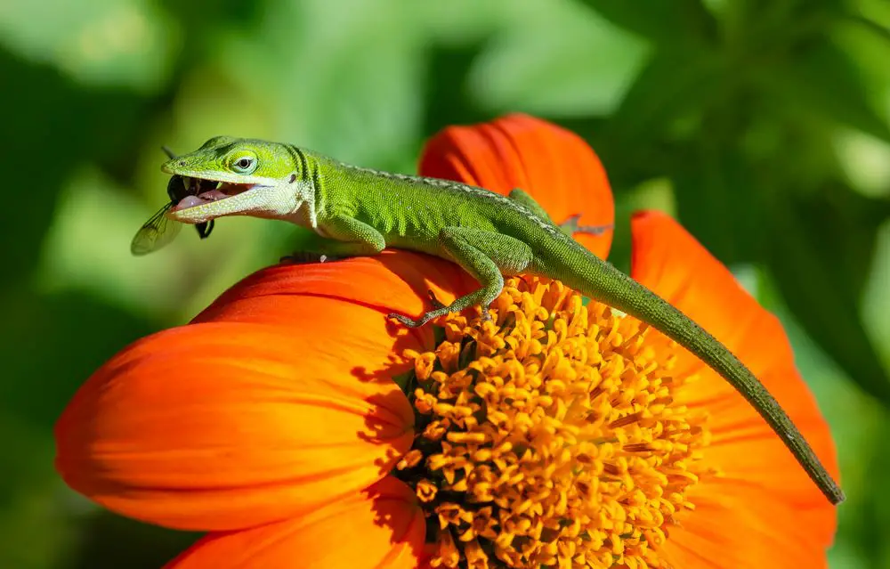 How do Green Anoles mate?