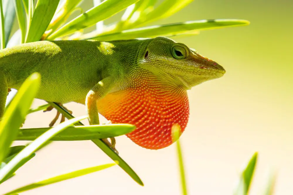 Do Anoles eat fruit?