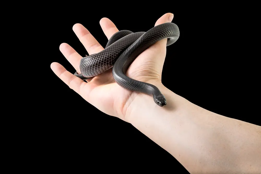 Mexican Black Kingsnake Care Sheet