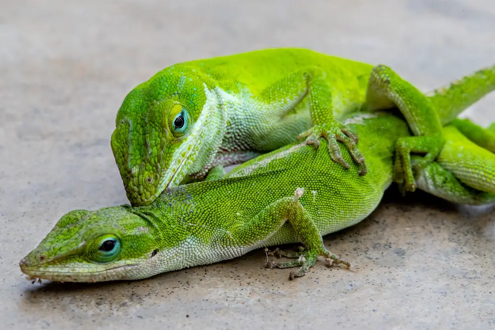 How do Green Anoles mate?