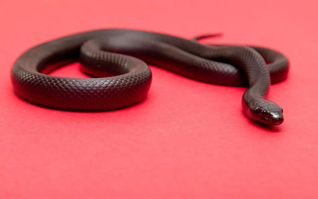 Mexican Black Kingsnake Care Sheet