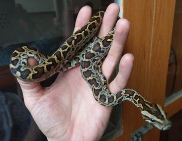 Dwarf Burmese Python size