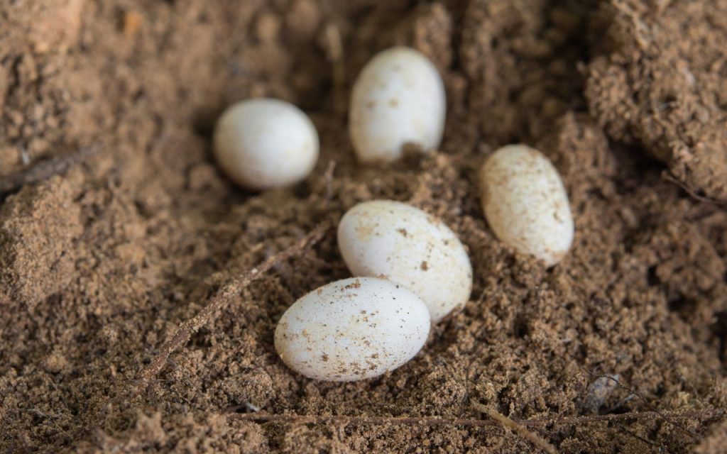 lizard eggs vs snake eggs