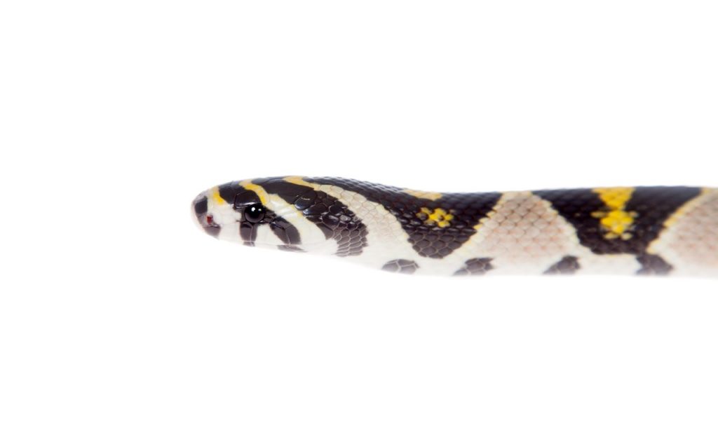 Mandarin Rat Snake Care Sheet