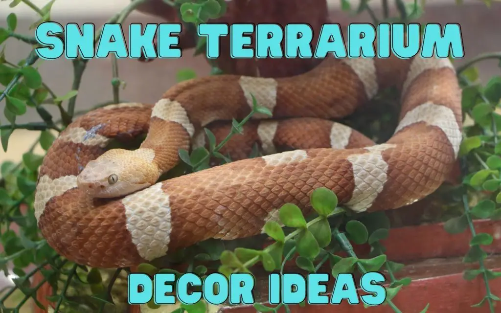 Snake terrarium decor ideas