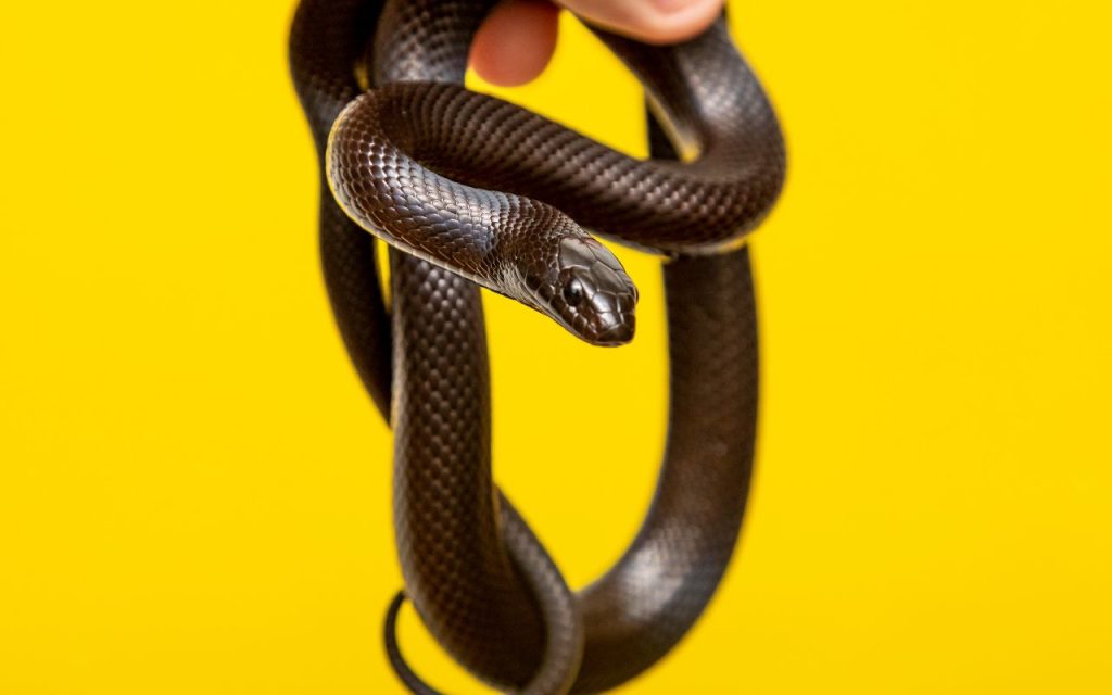 Mexican Black Kingsnake Care Sheet