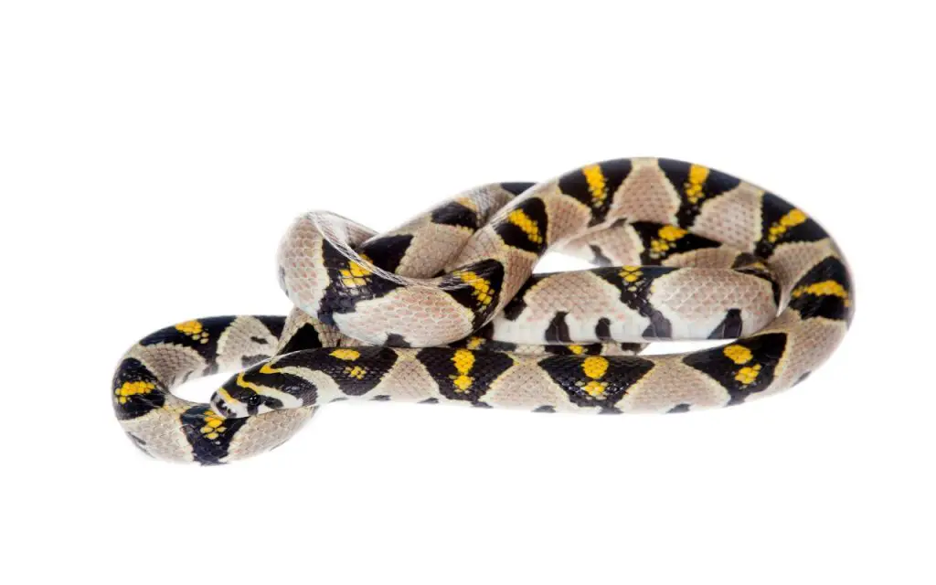 Mandarin Rat Snake Care Sheet