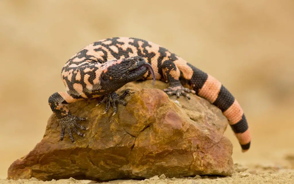 What happens if a Gila monster bites you?