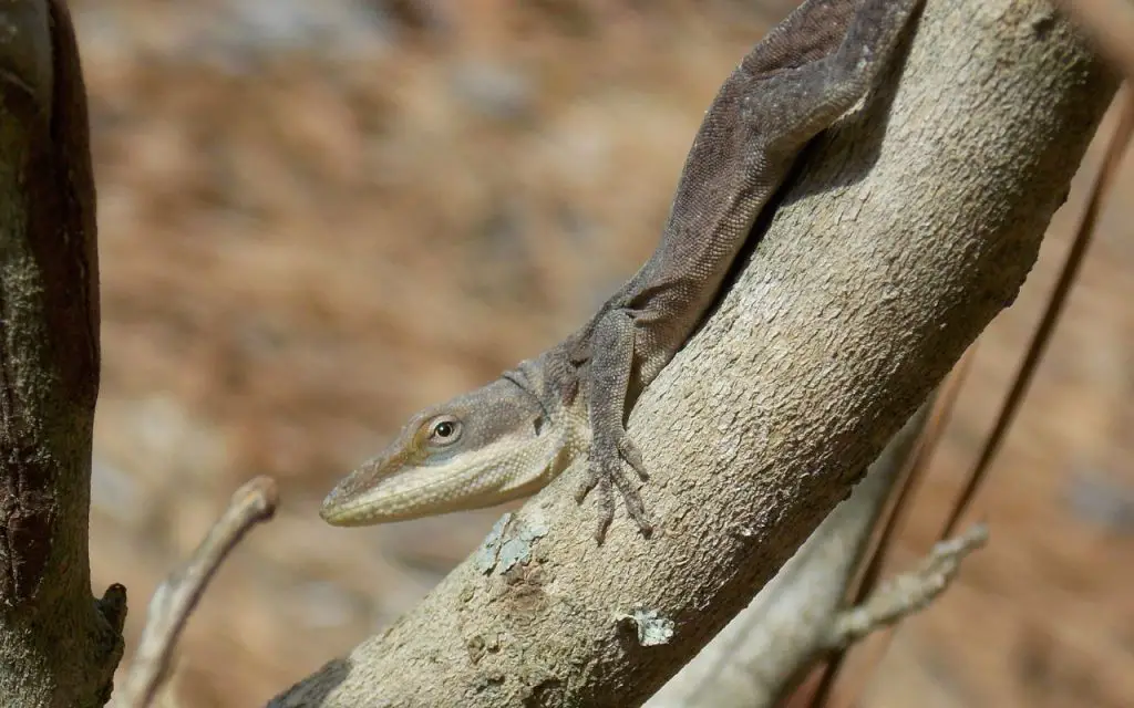 Why do anoles turn brown?