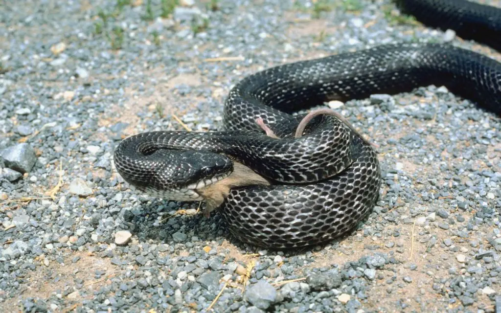 What do Black Rat Snakes eat?