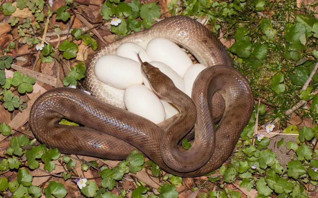 How do Snake eggs hatch?