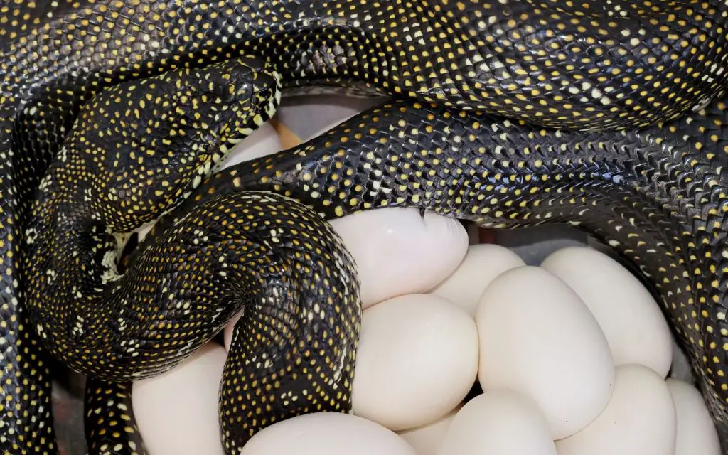 How do snake eggs hatch?