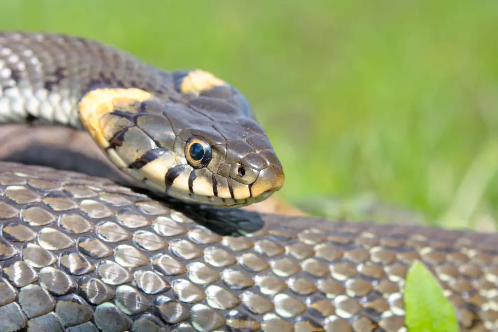 grass snake eggs