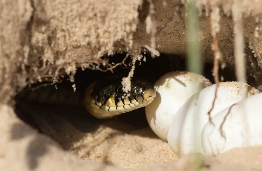 grass snake eggs