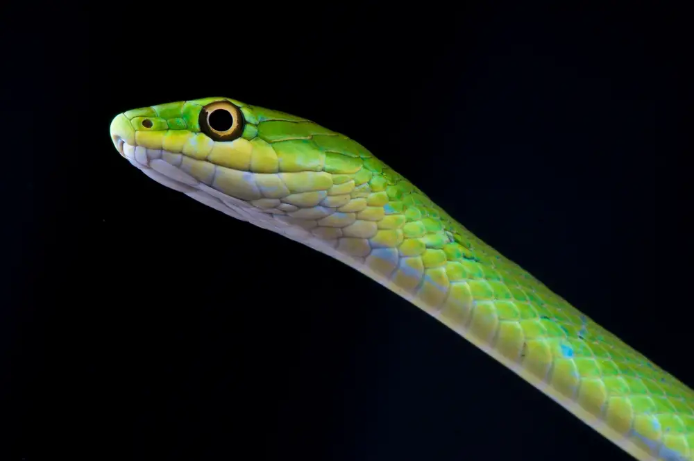 Smoothing the Way for Smooth Green Snakes