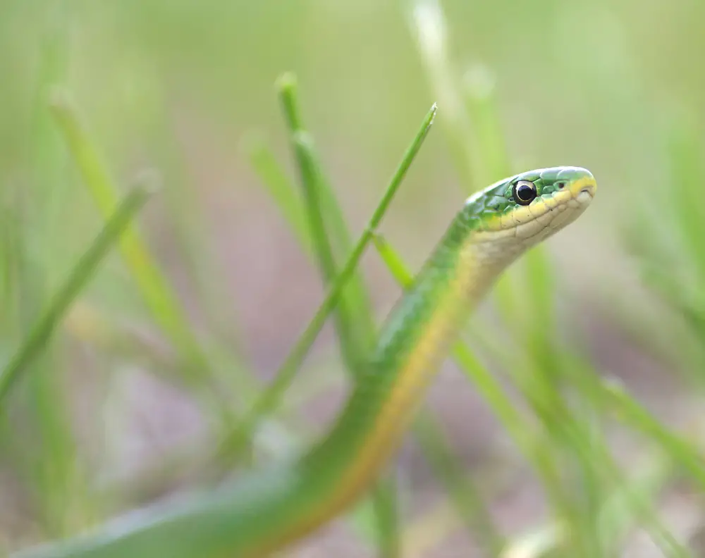 What’s The Difference Between Rough And Smooth Green Snakes?