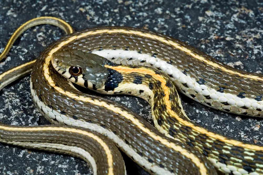 Is it safe to pick up a garter snake?