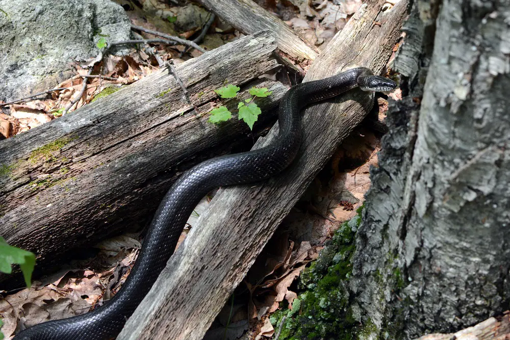 What do Black Rat Snakes eat?