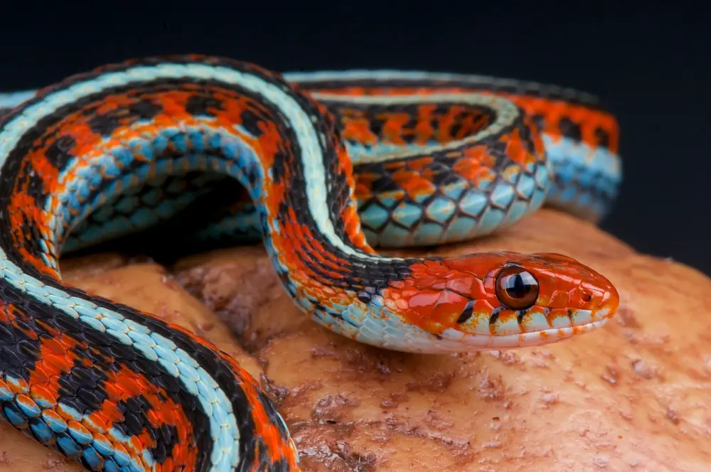 can garter snakes swim?