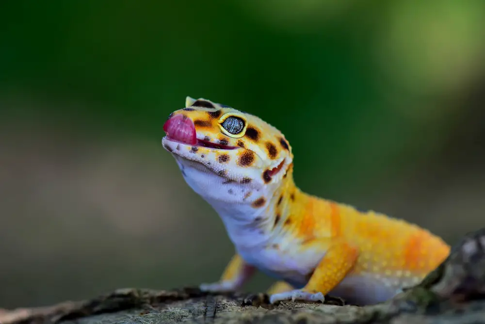 How old do Leopard Geckos get?