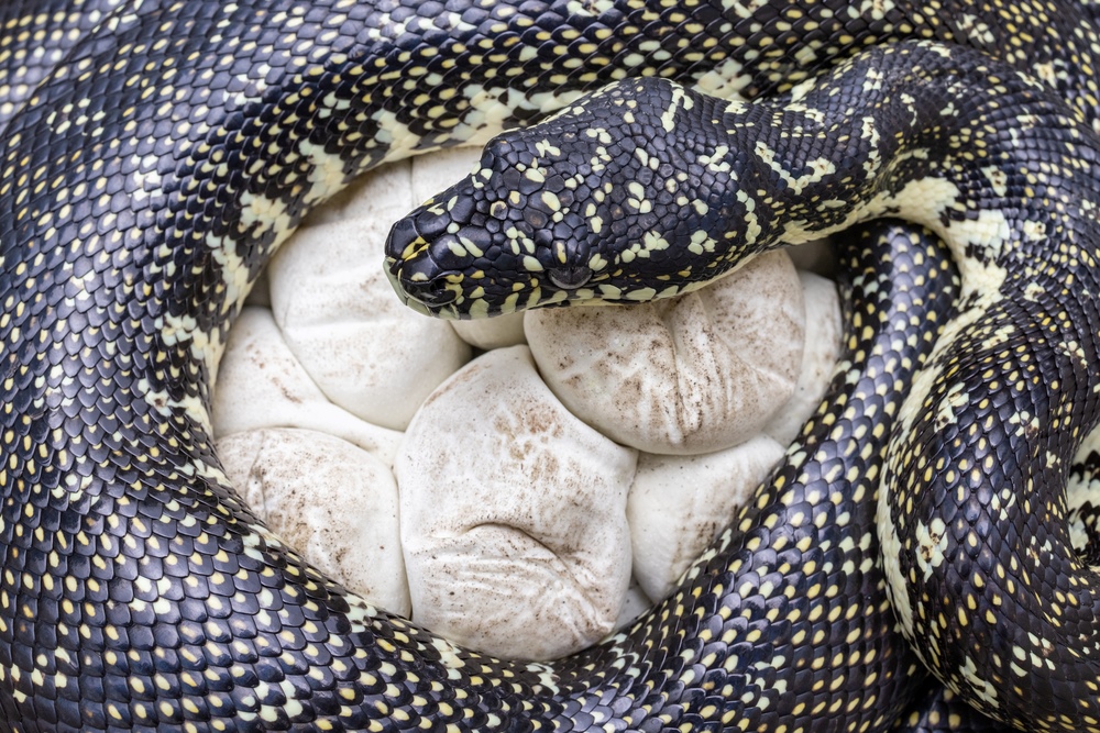 How do snake eggs hatch?