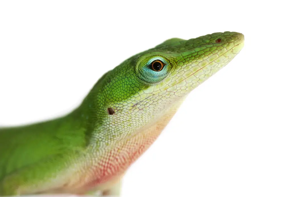How long do Anoles live in captivity?