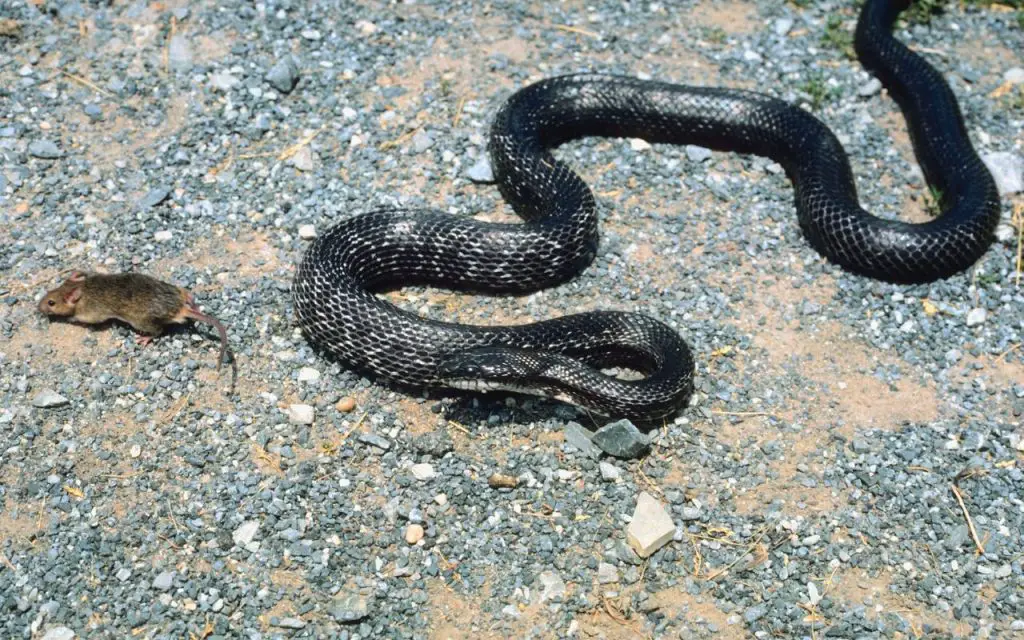 What do Black Rat Snakes eat?