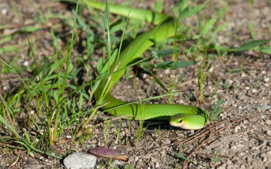 What’s The Difference Between Rough And Smooth Green Snakes?