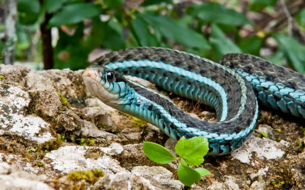 can garter snakes swim?