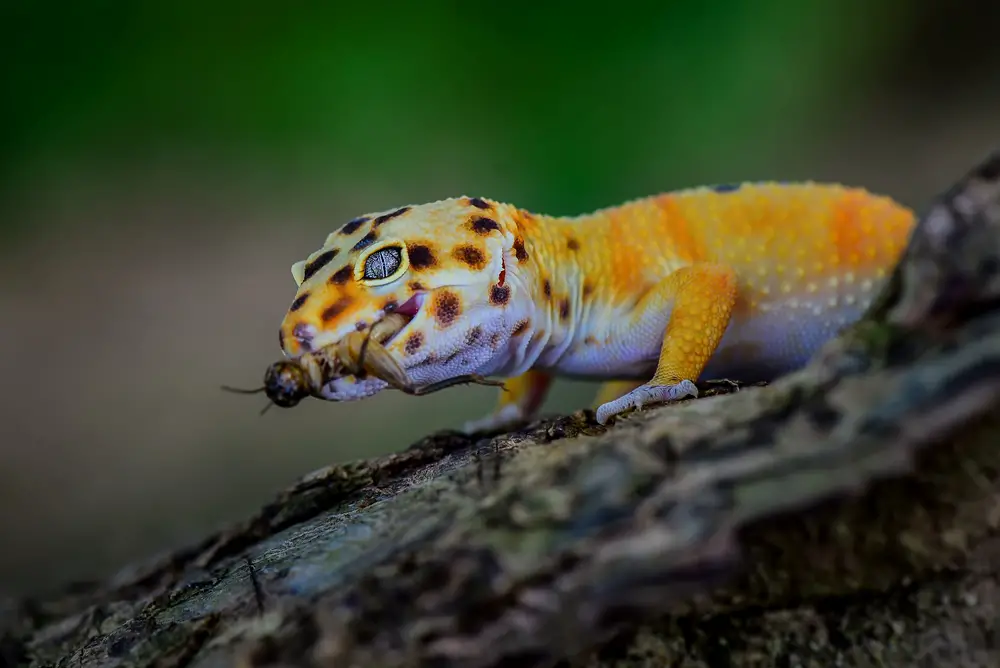 How often should I give my leopard gecko calcium?