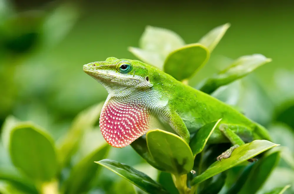 Can anoles live together?