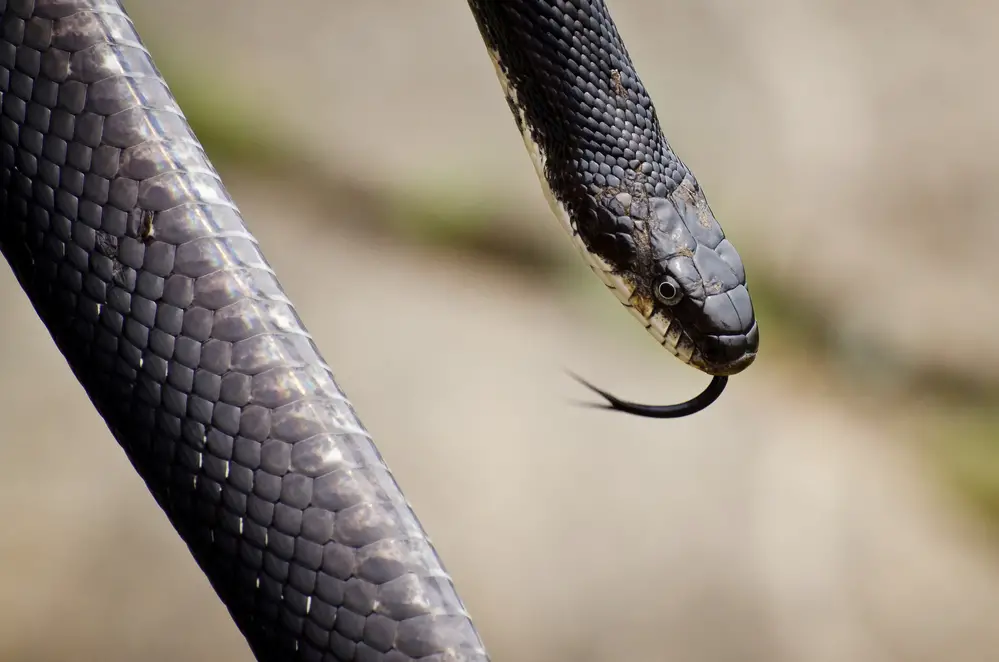 What do Black Rat Snakes eat?
