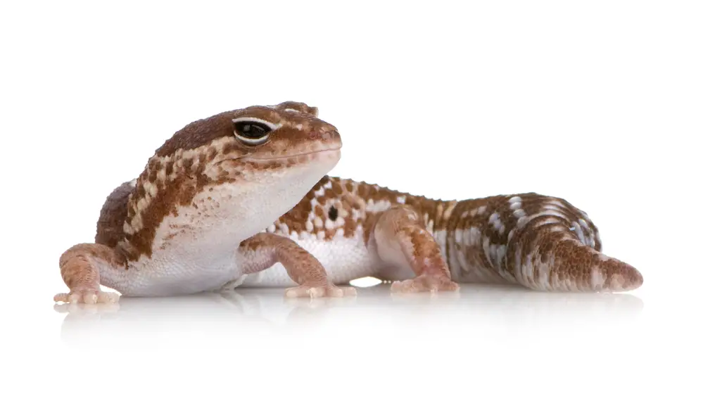 African Fat-tailed Gecko Care Sheet