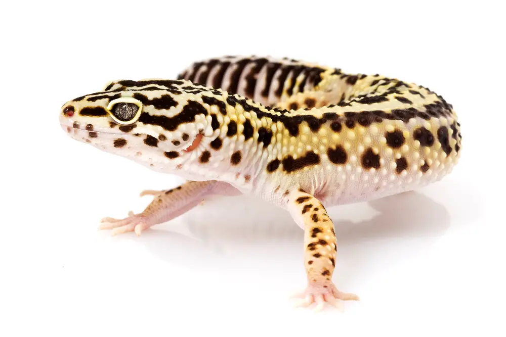 How big should a Leopard Gecko tank be?