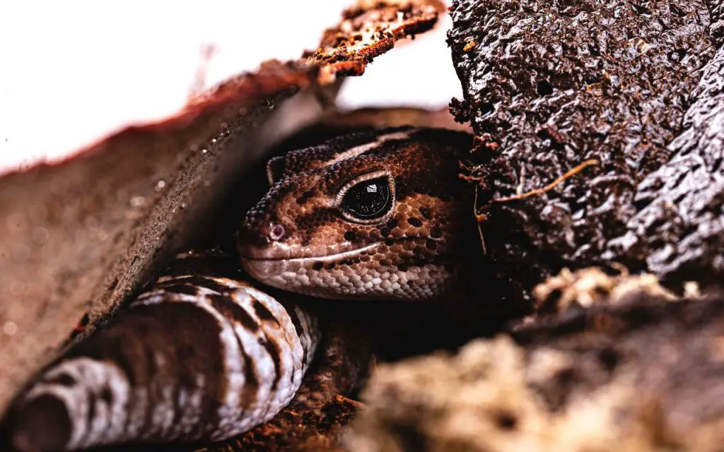 African Fat-tailed Gecko Care Sheet