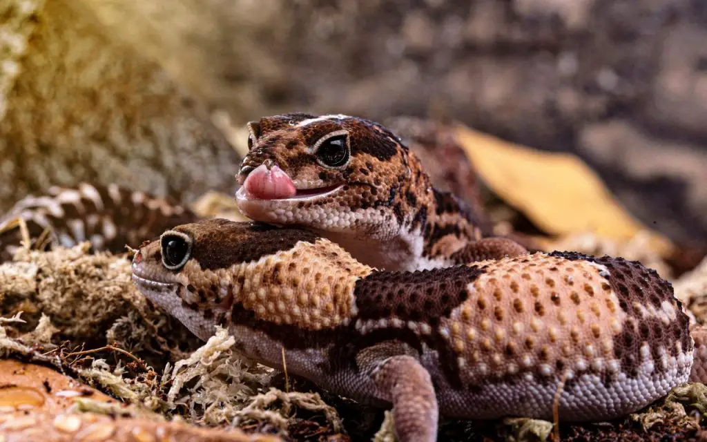 African Fat-tailed Gecko Care Sheet