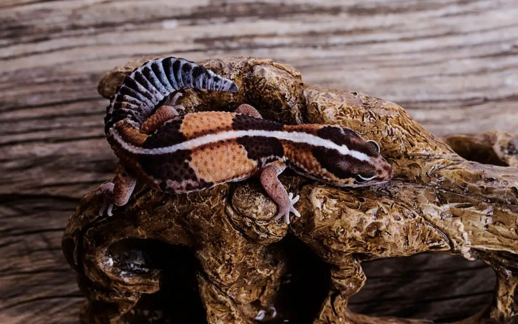 African Fat-tailed Gecko Care Sheet