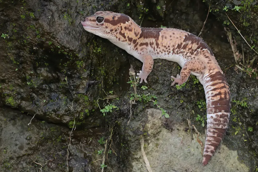 African Fat-tailed Gecko Care Sheet