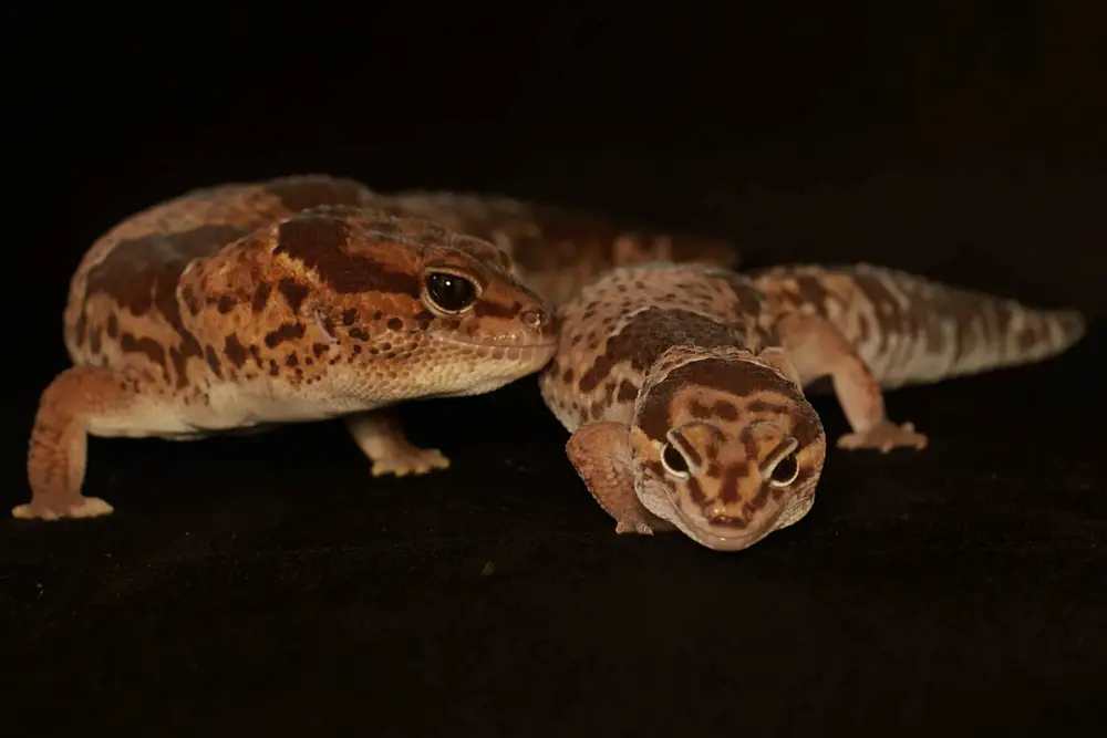 African Fat-tailed Gecko Care Sheet
