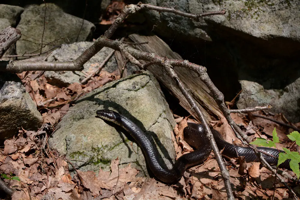 What do Black Rat Snakes eat?