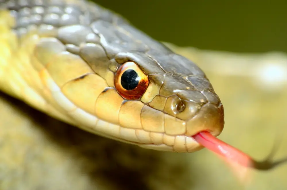 How big do Garter Snakes get?