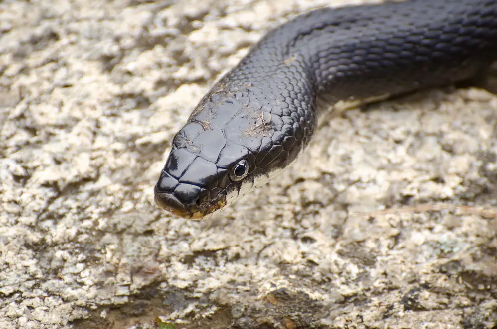 How big do Black Rat Snakes get?