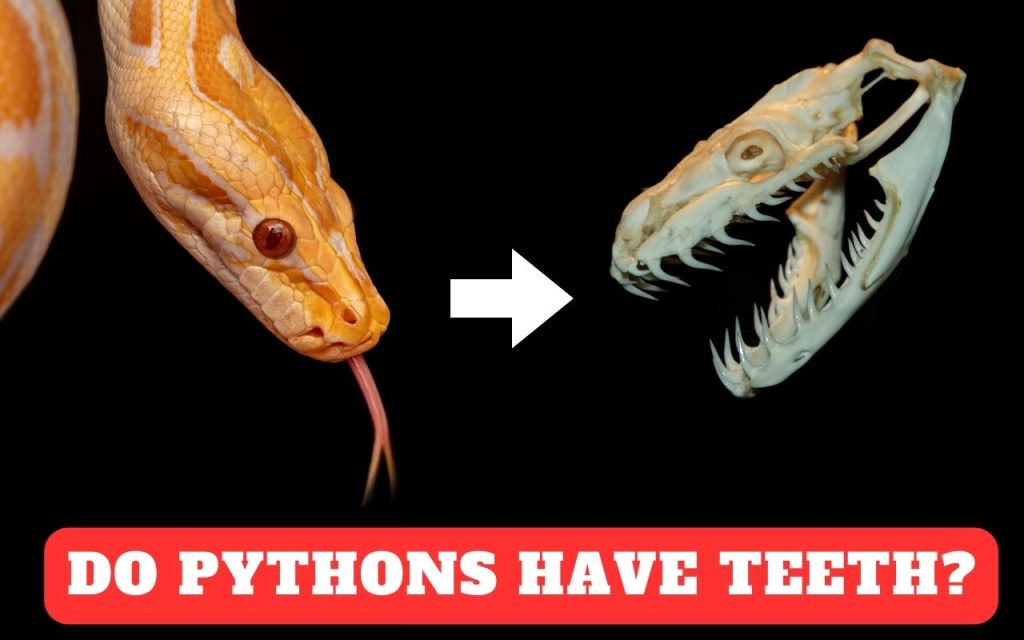 Do pythons have teeth?
